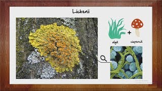 Biologie Licheni  WinSchool [upl. by Iggie]