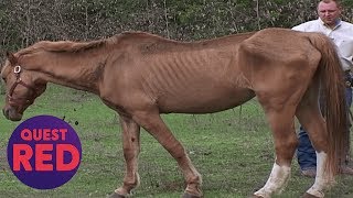 Houston SPCA Rescues 5 Emaciated Horses  Animal Cops Houston [upl. by Alicirp]