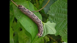 Convolvulus Hawk moth larva  the find of a lifetime [upl. by Giuditta499]