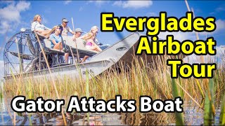 Everglades Airboat Tour  Extreme Alligator Encounter Ensues [upl. by Andrade]