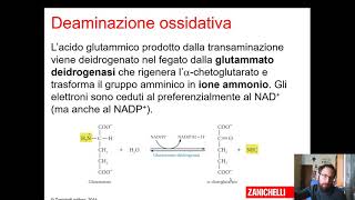 Metabolismo delle proteine e amminoacidi [upl. by Moriarty]