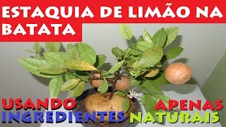 Ponha um galho de Limão numa Batata e veja o Crescimento Natural [upl. by Nehgem995]