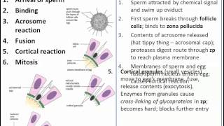 The Process of Fertilization IB Biology [upl. by Schluter412]