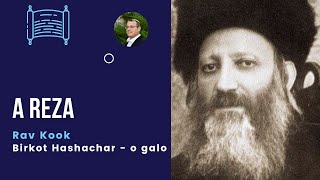 Rav Kook e a reza Birkot hashachar  a bendição do galo [upl. by Adnohsal]