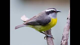 Bananaquit Bird Sound [upl. by Leanna]