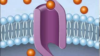 How Facilitated Diffusion Works [upl. by Ahsirek]