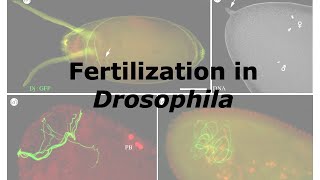 Fertilization in Drosophila [upl. by Eellehs281]