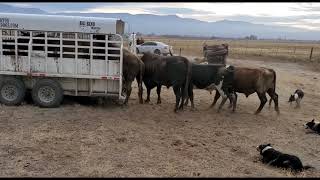 Loading Bucking Bulls in the Big Bend Trailer with Satus Jet Brodey Bear and Brick [upl. by Adaran]