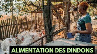 Voici les choses à connaître sur lalimentation des dindons [upl. by Razid]