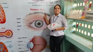 HUMAN EYE  A SENSE ORGAN BY BHARTI MAAM  WISDOM ACADEMY BILARA eyeanatomy [upl. by Aidiruy]