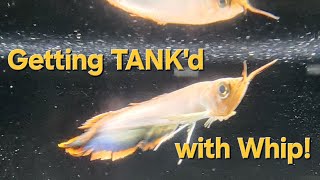 Gettin TANKd with Whip Episode 9  Season 1 [upl. by Nytsud558]