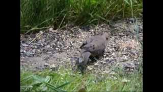 Oiseaux en vidéo juillet 2009 [upl. by Atnoek]