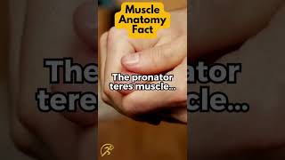 The pronator teres muscle [upl. by Esinahs]