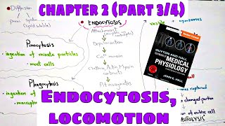 Phagocytosis Pinocytosis Chapter 2 part34 Ameboid movement Ciliary movement  Guyton and Hall [upl. by Nawk]