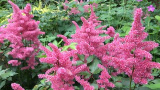 🌿  Astilbe Planting  Natives  New Plantings  🌿 [upl. by Eniamat]