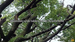 Zwammen op de takken van de Heksenboom [upl. by Anotal]