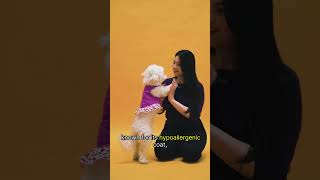 Hypoallergenic Dogs 2 [upl. by Juliane758]