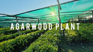 Agarwood plant amp farming  The king of wood mgreennursery [upl. by Ellehcen651]