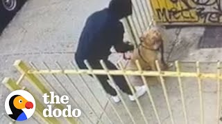 Hidden Camera Catches Guy Abandoning Pit Bull Outside A Store  The Dodo Pittie Nation [upl. by Annahsohs]