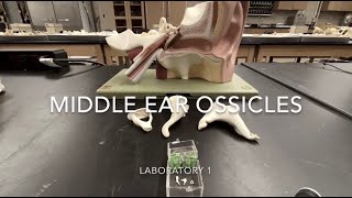 Middle Ear Ossicles [upl. by Bernita]