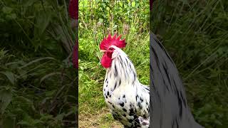 Exchequer Leghorn rooster crowing  Excalibur is a rooster of rarechickenbreed exchequerleghorn [upl. by Lokcin]