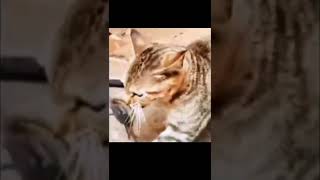 Cat vs crab best funny video [upl. by Redliw]