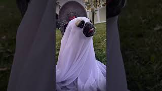 Dog Bacon SlayBestie ghost Halloween ￼￼ [upl. by Gilliette716]