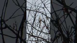 Great Grey Shrike Lanius Excubitor Bird watching Samsung Galaxy S23 Ultra 4k 60fps birds nature [upl. by Theodosia424]