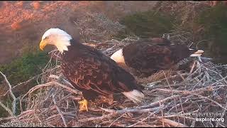 Bald Eagles Jak and Audacity Together on Their Nest 9212024 exploreorg [upl. by Spiegleman]