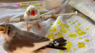 Hungry Baby Zebra Finches Food Time 🌾🥦🍌zebra finch baby feeding [upl. by Nhguahs]