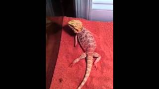 My bearded dragon has trouble walking [upl. by Hiltan873]