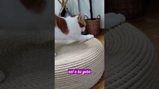 Objetos 🔥 Imprescindibles para tu Gato 🐱 Comodidades y Diversión Felina [upl. by Piero]