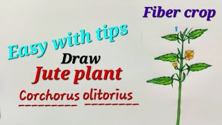 Jute plant drawing easy fiber crop drawing for EVS science Corchorus olitorius drawingजूट का पौधा [upl. by Sillyhp]