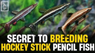 Pencilfish Breeding SECRETS from a Seasoned Aquarist in 2024 [upl. by Gimble]