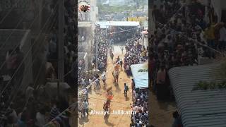 jallikattu trend bull tdp dj chandrababusongs telugu song music chandrababusong remix [upl. by Orual696]