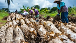 Harvesting Cassava Amazing method in harvesting and cooking homemade cassava balls [upl. by Nina]