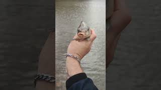 SA carp fishing Olifandsnek damviralvideo freshwaterfish youtubeshorts carpfishing carphunter [upl. by Ahsinrats673]