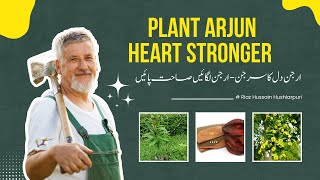 Arjun Plant Benefits Type of Arjun Termilnalia Bark of Arjun Control BP Heart disease [upl. by Zerla]