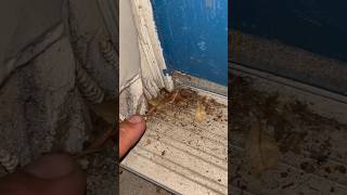 TERMITE SWARMING Season in Florida Termites [upl. by Nirtiac308]