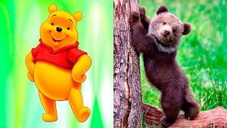 Winnie The Pooh in Real Life [upl. by Ezra]