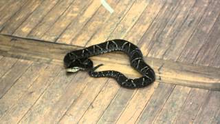 Bothrops asper [upl. by Annaid]