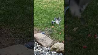 🥰blue jays backyardnaturebirds [upl. by Yak]