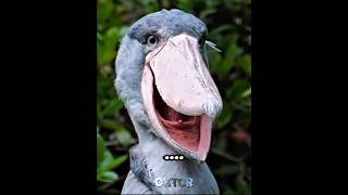 Terrifying bird sounds 💀 blowup foryou funny birds [upl. by Eeliram]