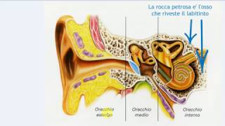 Struttura dellorecchio [upl. by Sanson]