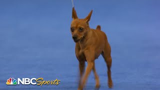 National Dog Show 2023 Toy Group Full Judging  NBC Sports [upl. by Stoffel]