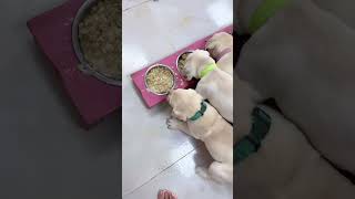 All Puppies Eating Food In Perfect Order Except the Lazy One He Eats While Lying Down puppy cute [upl. by Lazare]