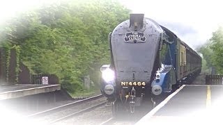 Bittern thrashes through Tackley [upl. by Mulligan]