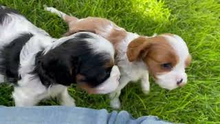 Sisters Cavalier King Charles Puppies Blenheim and Tricolor girl puppies playing 5 weeks old [upl. by Heigho]