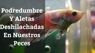 🔵 Podredumbre Y Aletas Rotas Pegadas Mordidas O Deshilachadas En Nuestros Peces Acuarios MB [upl. by Oman]