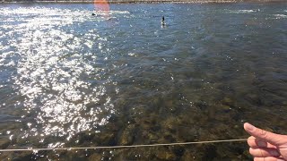 Fly Fishing Colorado’s Arkansas River [upl. by Kcirrej]